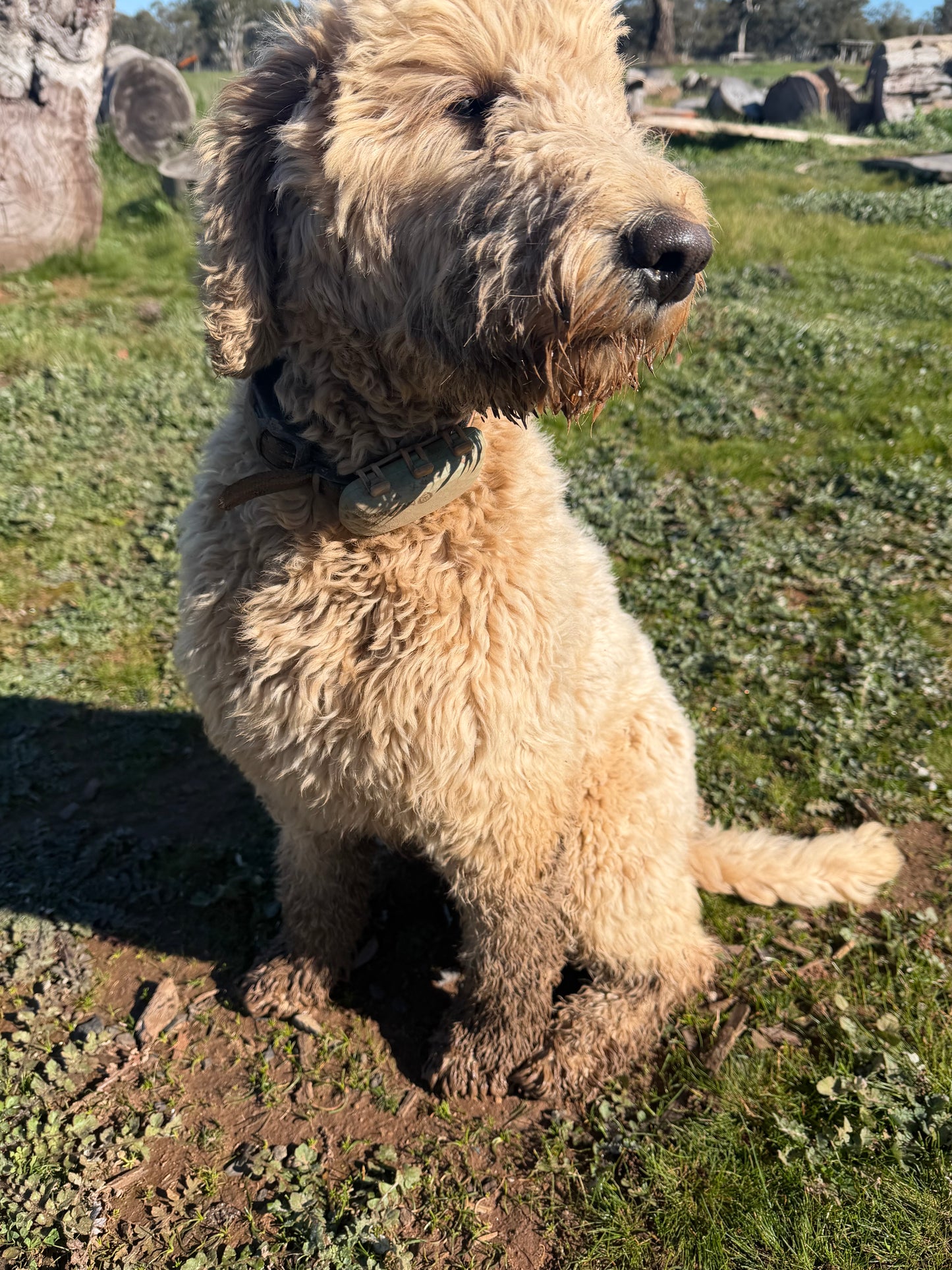 Tallow Coconut Dog Soap