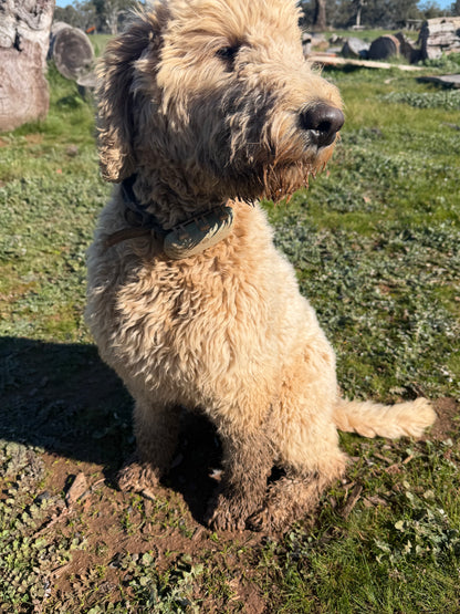 Tallow Coconut Dog Soap